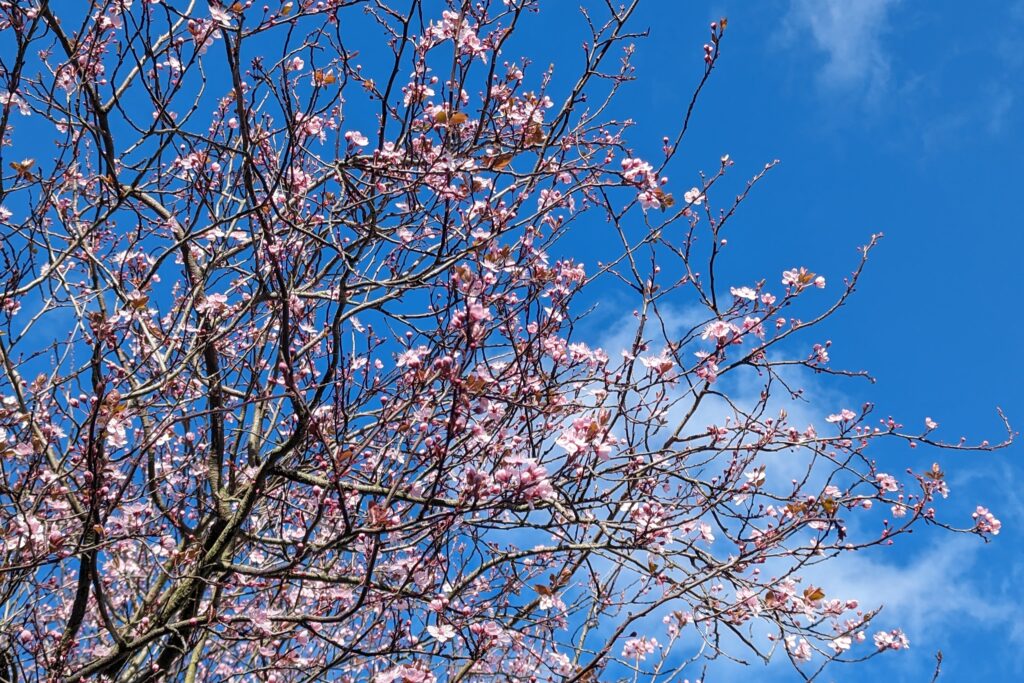 青い空に5分咲きの桜